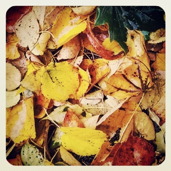 fallen leaves.jpg