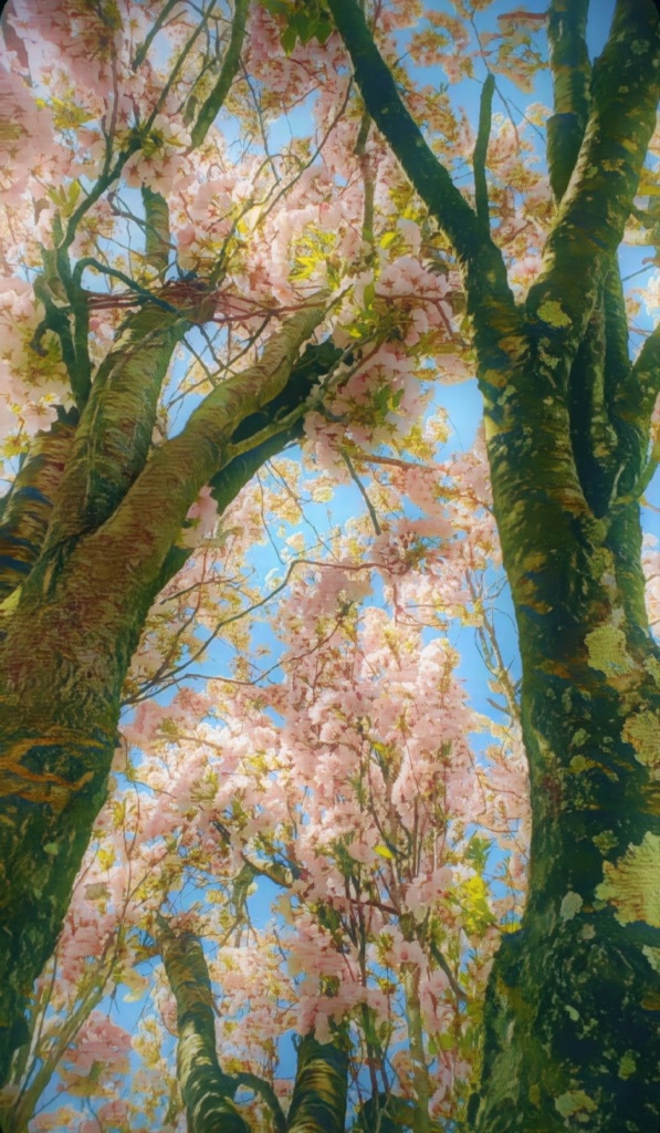 An artfully altered photo of an old cherry tree, its limbs laden with blushing blossoms.
