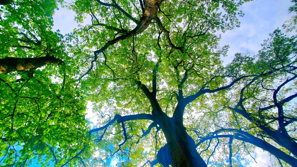 A photo looking up through the green-leafed canopy of four old oak trees.