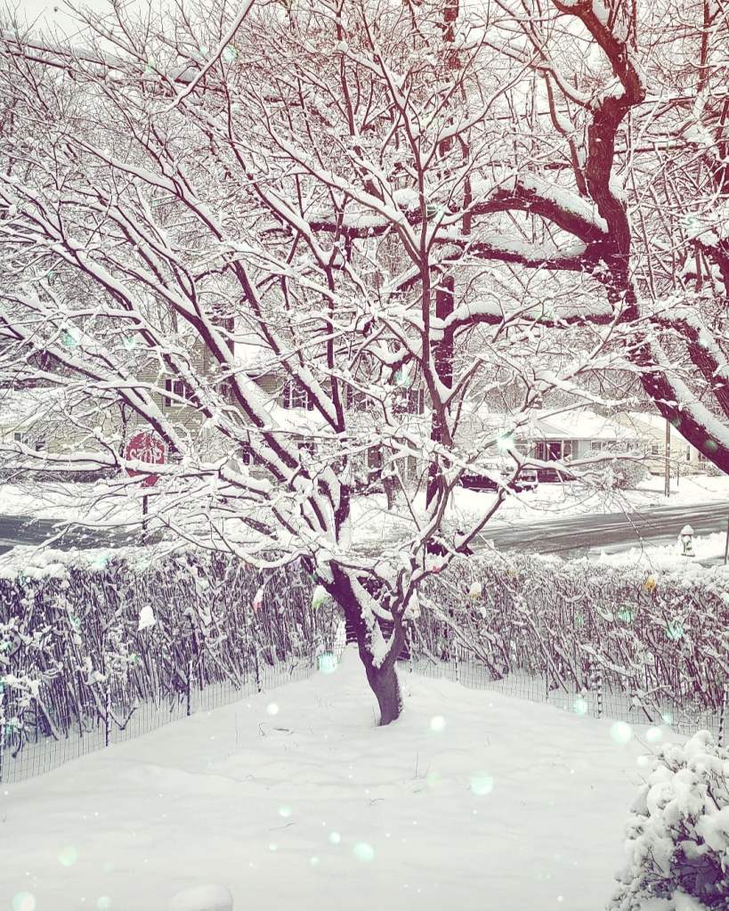 artfully altered photo of snow covered hedge, tree, and lawn.